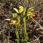 Ophrys lupercalis Mosusu