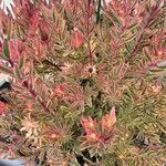 Leucadendron salignum Folha