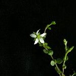 Arenaria orbiculata Hábito