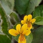Viola biflora Flower