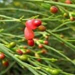 Exocarpos nanus 花