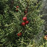 Juniperus phoenicea Fruit