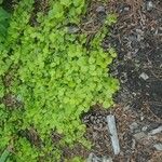 Dichondra carolinensis Feuille