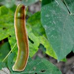 Mucuna pruriens Fruit