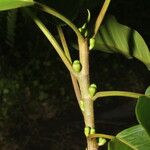 Ficus citrifolia 樹皮