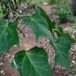 Acer davidii Feuille