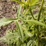 Sisymbrium irio Feuille