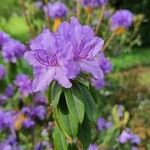 Rhododendron augustinii Virág