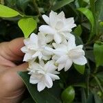 Jasminum officinaleFlower