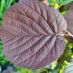 Corylus maxima Foglia