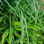 Anthericum liliago ഇല