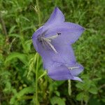 Campanula persicifolia花