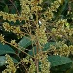 Matayba guianensis 花
