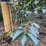 Cleyera japonica Yaprak