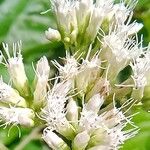 Austroeupatorium inulifolium Flower