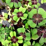 Oxalis tetraphylla Други