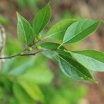Sparrea gomphophylla Blatt