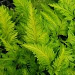 Selaginella haematodes Leaf