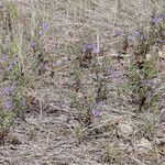 Scutellaria antirrhinoides Habit