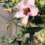 Pavonia hastata Flower