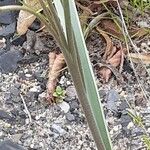 Tulipa turkestanica Casca