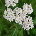 Achillea nobilisBlomst