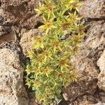 Saxifraga mutata Cvet