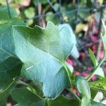 Senecio tamoidesLeaf