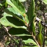 Antidesma venosum Leaf