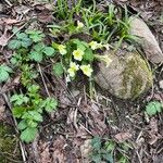 Primula vulgarisফুল