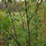 Populus balsamifera Habit