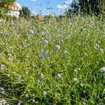 Succisella inflexa 形態