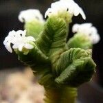 Crassula pyramidalis Blomst