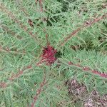 Rhus glabra Hoja
