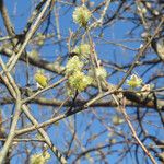 Salix × reichardtii Flower