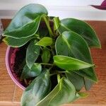 Peperomia maculosa Blad