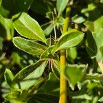 Barleria eranthemoides Frunză