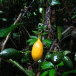 Mussaenda arcuata Fruto