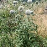 Echinops sphaerocephalus Лист