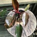 Philodendron erubescens 叶