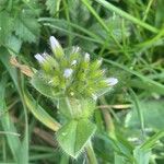 Cerastium glomeratum Hoja