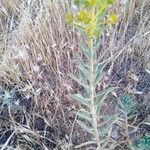 Euphorbia macroclada Leaf
