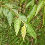Carpinus kawakamii Leaf