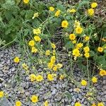 Tagetes tenuifolia Habit