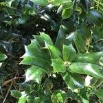 Ilex cornuta ഇല