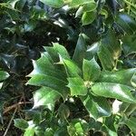 Ilex cornuta Folha