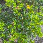 Hypericum densiflorum Habitat