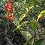 Fuchsia triphylla Vekstform