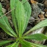 Hieracium pilosella Leaf