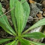 Hieracium pilosella Blad